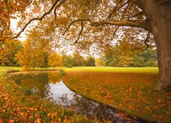 Park, Staw, Polana, Drzewa, Jesień