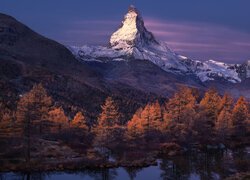 Pożółkłe drzewa i ośnieżony szczyt Matterhorn w Alpach Pennińskich