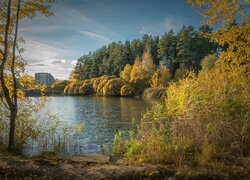 Pożółkłe drzewa i szuwary nad stawem