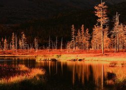 Jesień, Pożółkłe, Drzewa, Jezioro, Odbicie