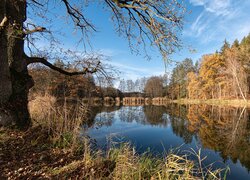 Pożółkłe drzewa i trawa nad rzeką