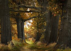 Pożółkłe drzewa i trawa w jesiennym lesie
