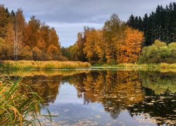 Pożółkłe drzewa i trawy nad jeziorem