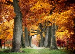 Pożółkłe, Drzewa, Jesień, Dróżka