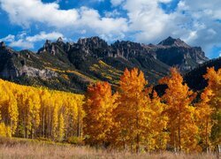 Stany Zjednoczone, Kolorado, Przełęcz, Owl Creek, Góry, San Juan Mountains, Pożółkłe, Drzewa, Topole, Osiki, Jesień