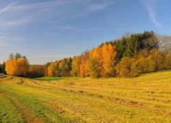 Pożółkłe drzewa na skraju skoszonej łąki