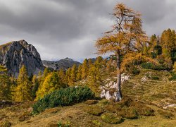 Pożółkłe drzewa na tle gór pod zachmurzonym niebem