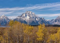 Pożółkłe drzewa na tle gór w Parku Narodowym Grand Teton