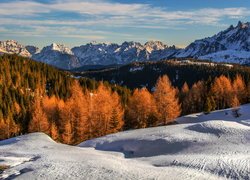 Góry, Zima, Pożółkłe, Drzewa, Gmina Sexten, Tyrol Południowy, Włochy
