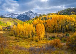 Góry, Góra, Mount Sneffels, Las, Drzewa, Jesień, Kolorado, Stany Zjednoczone