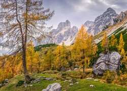 Pożółkłe drzewa na tle ośnieżonych Alp pod chmurami