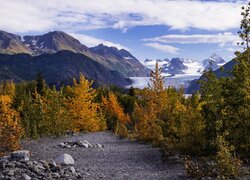 Pożółkłe drzewa na tle ośnieżonych gór na Alasce