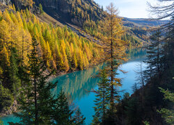 Pożółkłe drzewa na zboczach gór nad jeziorem Lac de Tseuzier w Szwajcarii