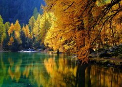 Jezioro, Lai da Palpuogna, Pożółkłe, Drzewa, Jesień, Albula, Kanton Gryzonia, Szwajcaria