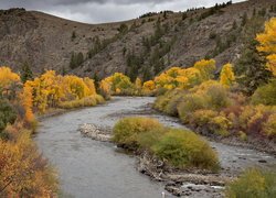 Pożółkłe drzewa nad rzeką Gunnison River w Kolorado