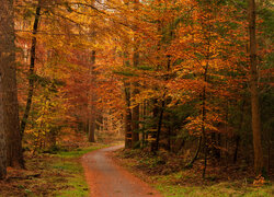Pożółkłe drzewa po obu stronach ścieżki w jesiennym lesie