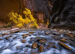 Park Narodowy Zion, Kanion Zion Narrows, Skały, Kamienie, Rzeka, Virgin River, Drzewa, Utah, Stany Zjednoczone