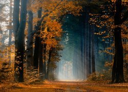 Las, Droga, Drzewa, Promienie słońca, Jesień