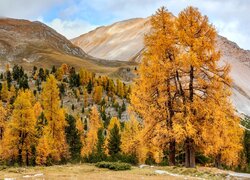 Włochy, Południowy Tyrol, Góry, Dolomity, Jesień, Drzewa, Pożółkłe