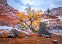 Park Narodowy Zion, Śnieg, Pożółkłe, Drzewo, Krzewy, Góry, Skały, Stan Utah, Stany Zjednoczone