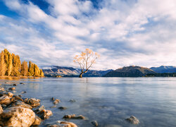 Pożółkłe drzewo w jeziorze Wanaka