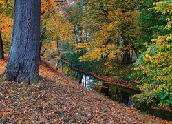 Park, Jesień, Drzewo, Rzeczka, Kolorowe, Liście