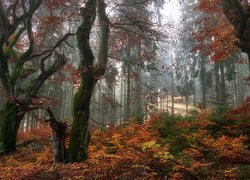 Pożółkłe krzewy pod drzewami w jesiennym lesie