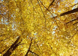 Pożółkłe liście drzew na tle nieba
