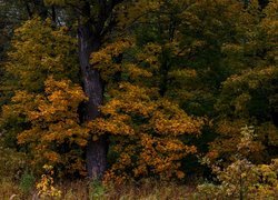 Pożółkłe liście na drzewach i krzewach w lesie
