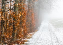 Pożółkłe liście na drzewach przy ośnieżonej drodze