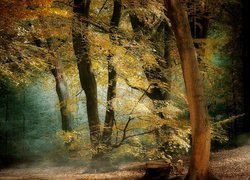 Las, Jesień, Drzewa, Liście, Kolorowe, Pień, Światło