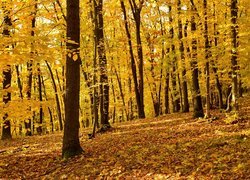 Pożółkłe liście na drzewach w lesie jesienią