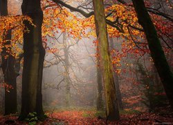 Las, Drzewa, Jesień, Liście, Mgła