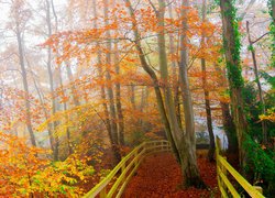Drzewa, Jesień, Ścieżka, Ogrodzenie, Pożółkłe, Liście, Mgła