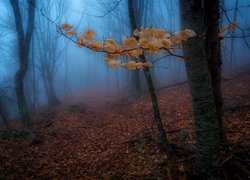 Jesień, Las, Mgła, Drzewa, Gałązka, Pożółkłe, Liście
