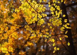 Jesień, Drzewa, Liście, Gałązki