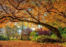 Drzewa, Krzewy, Pochylone, Drzewo, Pożółkłe, Liście, Jesień