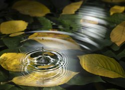 Pożółkłe liście w wodzie
