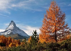 Pożółkłe modrzewie i szczyt Matterhorn w oddali