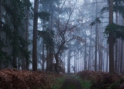 Pożółkłe paprocie przy drodze w zamglonym lesie