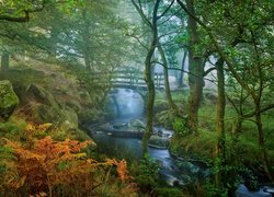 Las, Rzeka Burbage Brook, Drzewa, Paprocie, Omszałe, Kamienie, Mostek, Mgła, Park Narodowy Peak District, Hrabstwo Derbyshire, Anglia