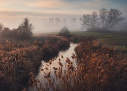 Pożółkłe rośliny nad rzeką na zamglonych polach