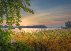 Pożółkłe trawy i drzewa nad jeziorem o wschodzie słońca