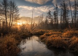 Wschód słońca, Rzeka, Drzewa, Rośliny