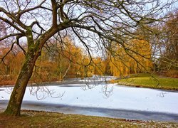 Pożółkłe wierzby nad zasypanym śniegiem stawem