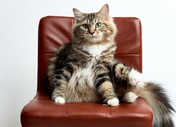 Pręgowany kot siedzi na krześle