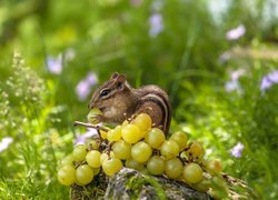 Pręgowiec amerykański, Chipmunk, Rośliny, Trawa, Gałązka, Winogrona