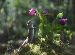 Fioletowe, Kwiaty, Liście, Pręgowiec, Chipmunk, Światło