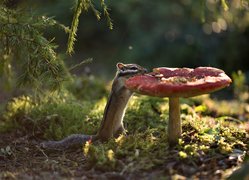 Pręgowiec, Chipmunk, Grzyb, Gałązki