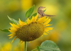 Ptak, Prinia, Kwiat, Słonecznik